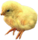 <img:stuff/Chick3RevSM.png>