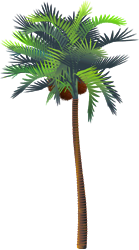 <img:stuff/CocoPalmTreeMed.png>