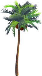 <img:stuff/CocoPalmTreeMed_rev.png>