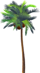 <img:stuff/CocoPalmTreeSM.png>