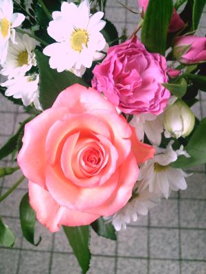 <img300*0:stuff/D%3ADenisaImagesciel%20et%20fleursPICT5222.JPG>