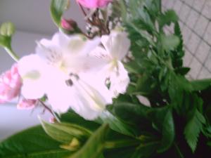 <img300*0:stuff/D%3ADenisaImagesciel%20et%20fleursPICT5232.JPG>