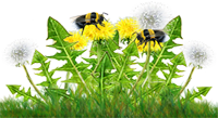 <img:stuff/DandelionCluster_B-beesOnRev_SM.png>