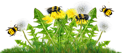 <img:stuff/DandelionCluster_B-beesOn_flyingRev.png>