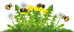 <img:stuff/DandelionCluster_B-beesOn_flying_SM.png>