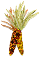 <img:stuff/DecoCorns.png>