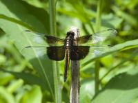 <img200*0:stuff/Dragonfly.4x3.jpg>