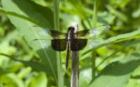 <img200*0:stuff/Dragonfly.jpg>