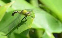 <img200*0:stuff/Dragonfly_wallpaper.jpg>