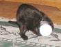 <img0*70:stuff/Everything%20a%20cattoy%202a.jpg>