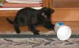 <img0*70:stuff/Everything%20a%20cattoy%203a.jpg>