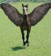 Pegasus Related Creatures