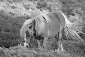 <img300*0:stuff/Female_miniature_horse_grazing.jpg>