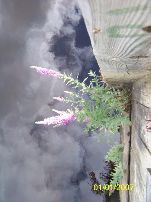 <img500*666:stuff/Flowers_and_Reflections.jpg>