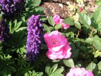 <img200*0:stuff/Grape_Hyacinth_%26_Rose.jpg>