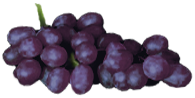 <img:stuff/Grapes-RedRev.png>