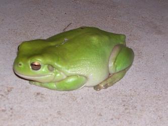 <img0*250:stuff/Green_Frog.jpg>