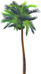 <img:stuff/GrnCocoPalmTreeSM.png>