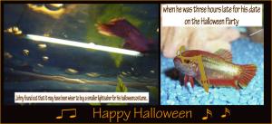 <img300*0:stuff/Halloween%20Pets.jpg>