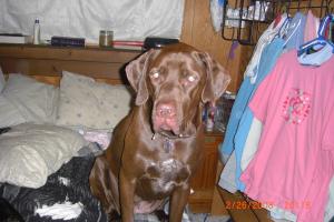 <img300*0:stuff/Here_is_zoie_our_large_lapdog.jpg>