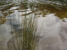 <img0*100:stuff/Lake_up_close_with_reeds.jpg>