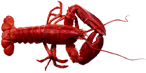 <img:stuff/Lobster.png>