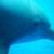 <img50*50:stuff/MorningstarRisingDolphinMiamiSeaAquarium.jpg>