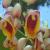 <img50*50:stuff/MorningstarRisingViscayaMansionFlowers.jpg>