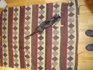 <img300*0:stuff/Old_patterned_blanket_with_cat.jpg>