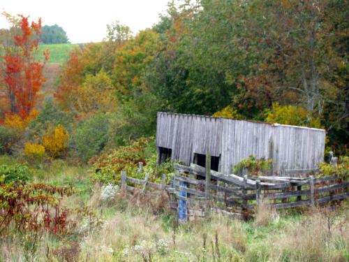 <img500*375:stuff/Old_shed_in_the_meadow....jpg>