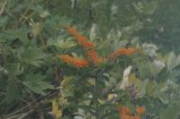 <img200*0:stuff/Orange_Orchids.jpg>