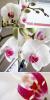 Orchid_Trin