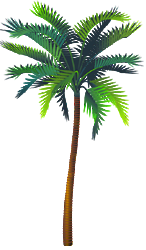 <img:stuff/PalmTreeMed.png>