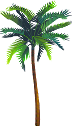 <img:stuff/PalmTreeMed_rev.png>