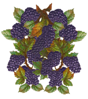 <img:stuff/Raspberries-BlkOnVine.png>