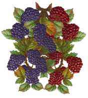 <img:stuff/Raspberries-RednBlkOnVine.png>