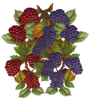 <img:stuff/Raspberries-RednBlkOnVine_2.png>