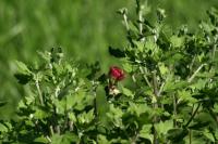 <img200*0:stuff/Red_Rose_Bud.jpg>