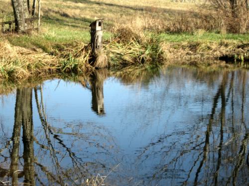 <img500*375:stuff/Reflections_in_the_Wooduck_pond.jpg>