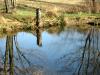 Reflections_in_the_Wooduck_pond