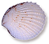 <img:stuff/Seashell.png>