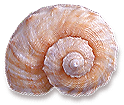 <img:stuff/Seashell3.png>