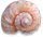 <img:stuff/Seashell3Bullet.png>