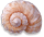 <img:stuff/Seashell3Bullet_rev.png>