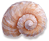 <img:stuff/Seashell3SM.png>