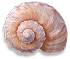 <img:stuff/Seashell3SM_rev.png>