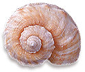 <img:stuff/Seashell3_rev.png>