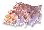 <img:stuff/Seashell4.png>