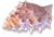 <img:stuff/Seashell4Bullet.png>