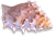 <img:stuff/Seashell4Bullet_rev.png>